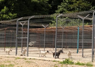 Puppies in Happys shelter outdoor runs| 1 Dog At a Time Rescue UK | Dedicated To Rescuing and Rehoming Romanian Street Dogs