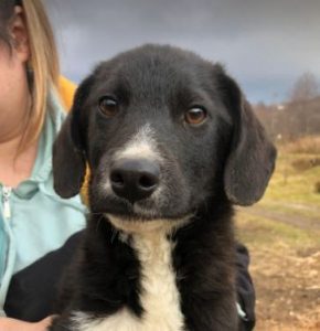 Huey a black and white Romanian rescue dog | 1 Dog at a Time Rescue UK