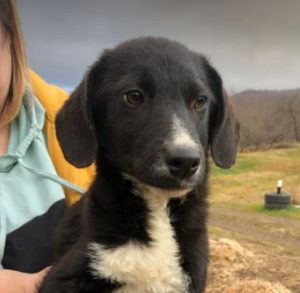 Huey a black and white Romanian rescue dog | 1 Dog at a Time Rescue UK