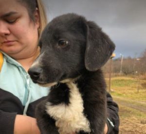 Huey a black and white Romanian rescue dog | 1 Dog at a Time Rescue UK