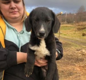 Huey a black and white Romanian rescue dog | 1 Dog at a Time Rescue UK