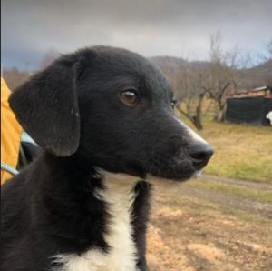 Huey a black and white Romanian rescue dog | 1 Dog at a Time Rescue UK