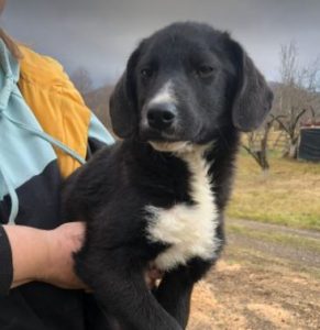 Huey a black and white Romanian rescue dog | 1 Dog at a Time Rescue UK