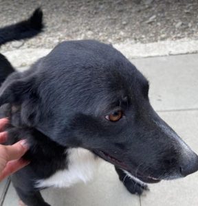 Huey a black and white Romanian rescue dog | 1 Dog at a Time Rescue UK