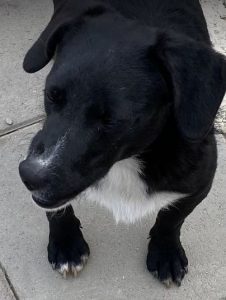 Huey a black and white Romanian rescue dog | 1 Dog at a Time Rescue UK