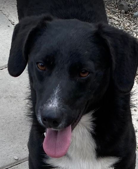 Huey a black and white Romanian rescue dog | 1 Dog at a Time Rescue UK