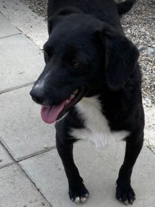 Huey a black and white Romanian rescue dog | 1 Dog at a Time Rescue UK