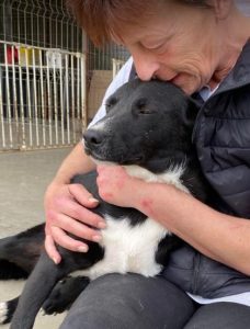 Huey a black and white Romanian rescue dog | 1 Dog at a Time Rescue UK