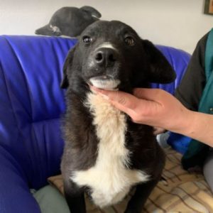 Huey a black and white Romanian rescue dog | 1 Dog at a Time Rescue UK