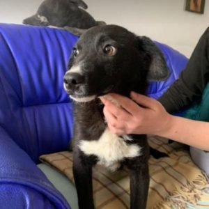 Huey a black and white Romanian rescue dog | 1 Dog at a Time Rescue UK