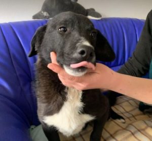 Huey a black and white Romanian rescue dog | 1 Dog at a Time Rescue UK
