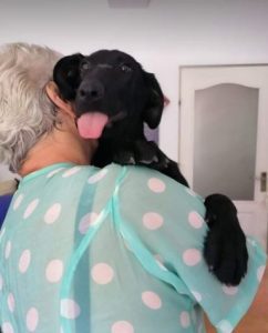 Isabella a black Romanian rescue dog | 1 Dog at a Time Rescue UK