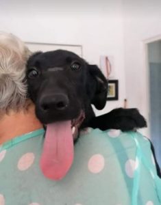 Isabella a black Romanian rescue dog | 1 Dog at a Time Rescue UK