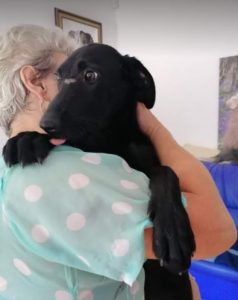 Isabella a black Romanian rescue dog | 1 Dog at a Time Rescue UK