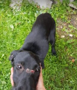 Isabella a black Romanian rescue dog | 1 Dog at a Time Rescue UK