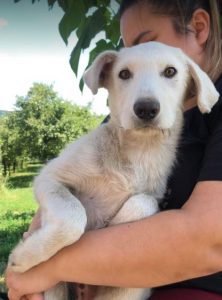 Leila a cream coloured Romanian rescue dog | 1 Dog at a Time Rescue UK