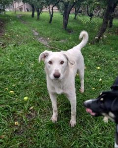 Leila a white romanian rescue dog | 1 dog at a time rescue uk