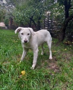 Leila a white romanian rescue dog | 1 dog at a time rescue uk