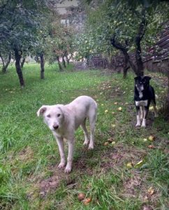 Leila a white romanian rescue dog | 1 dog at a time rescue uk