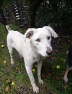 Leila a white romanian rescue dog | 1 dog at a time rescue uk