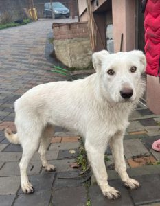 Leila a cream coloured Romanian rescue dog | 1 Dog at a Time Rescue UK