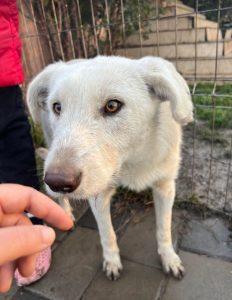 Leila a cream coloured Romanian rescue dog | 1 Dog at a Time Rescue UK