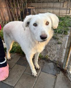 Leila a cream coloured Romanian rescue dog | 1 Dog at a Time Rescue UK