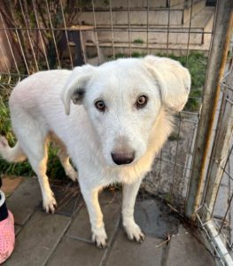 Leila a cream coloured Romanian rescue dog | 1 Dog at a Time Rescue UK