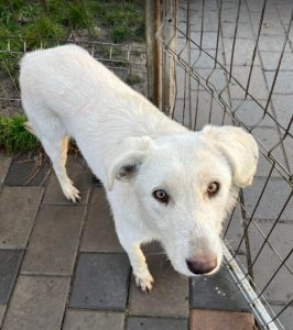 Leila a cream coloured Romanian rescue dog | 1 Dog at a Time Rescue UK