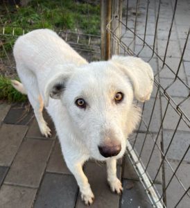 Leila a cream coloured Romanian rescue dog | 1 Dog at a Time Rescue UK