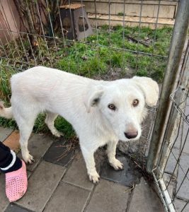 Leila a cream coloured Romanian rescue dog | 1 Dog at a Time Rescue UK