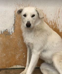 Leila a cream coloured Romanian rescue dog | 1 Dog at a Time Rescue UK