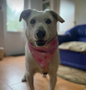 Leila a cream coloured Romanian rescue dog | 1 Dog at a Time Rescue UK