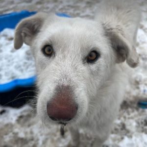 Leila a cream coloured Romanian rescue dog | 1 Dog at a Time Rescue UK