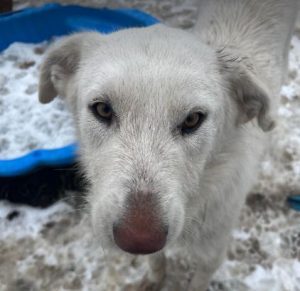 Leila a cream coloured Romanian rescue dog | 1 Dog at a Time Rescue UK