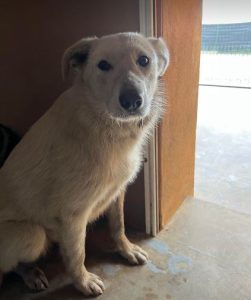 Leila a cream coloured Romanian rescue dog | 1 Dog at a Time Rescue UK