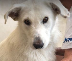 Leila a cream coloured Romanian rescue dog | 1 Dog at a Time Rescue UK