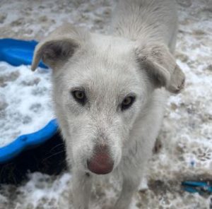 Leila a cream coloured Romanian rescue dog | 1 Dog at a Time Rescue UK