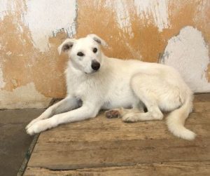 Leila a cream coloured Romanian rescue dog | 1 Dog at a Time Rescue UK