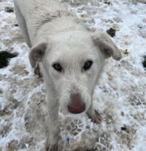 Leila a cream coloured Romanian rescue dog | 1 Dog at a Time Rescue UK