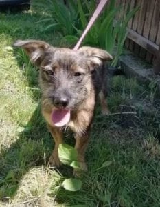 Lika a black and tan Romanian rescue dog | 1 Dog at a Time Rescue UK