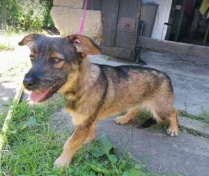 Lika a black and tan Romanian rescue dog | 1 Dog at a Time Rescue UK