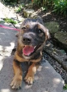 Lika a black and tan Romanian rescue dog | 1 Dog at a Time Rescue UK