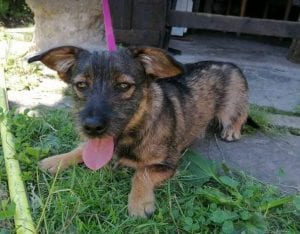 Lika a black and tan Romanian rescue dog | 1 Dog at a Time Rescue UK