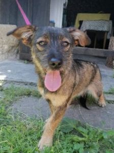 Lika a black and tan Romanian rescue dog | 1 Dog at a Time Rescue UK