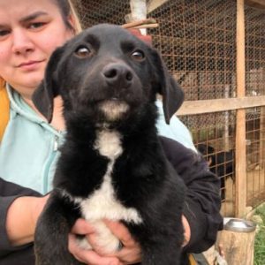 Louie a black and white Romanian rescue dog | 1 Dog at a Time Rescue UK