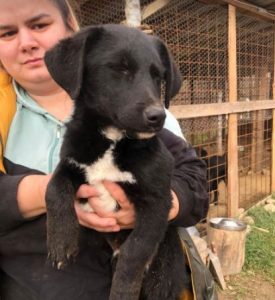 Louie a black and white Romanian rescue dog | 1 Dog at a Time Rescue UK