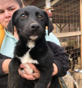 Louie a black and white Romanian rescue dog | 1 Dog at a Time Rescue UK