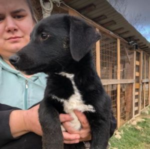 Louie a black and white Romanian rescue dog | 1 Dog at a Time Rescue UK