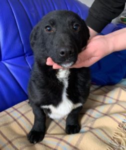 Louie a black and white Romanian rescue dog | 1 Dog at a Time Rescue UK